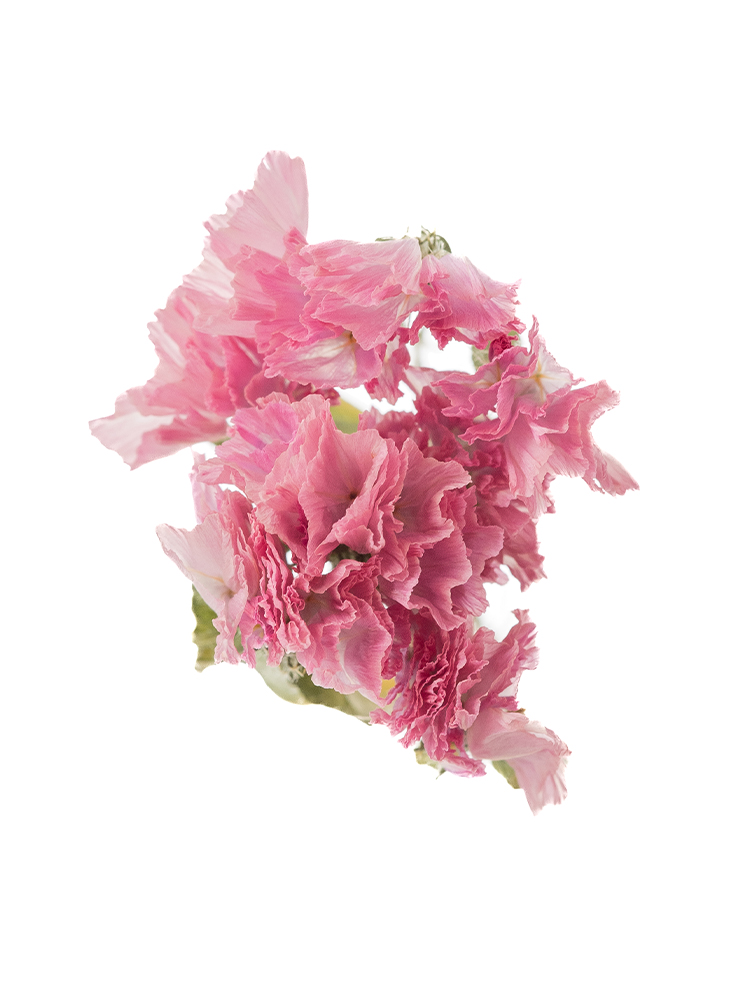 【ドライ】スターチス(ピンク)　品種おまかせの花アップ