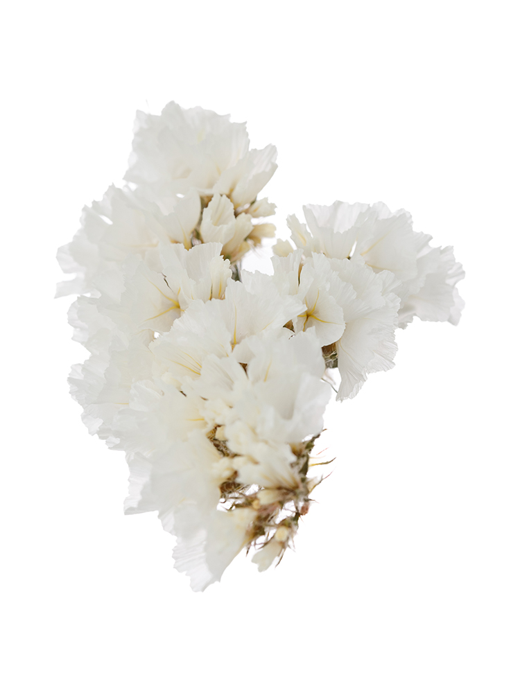 【ドライ】スターチス(白)　品種おまかせの花アップ