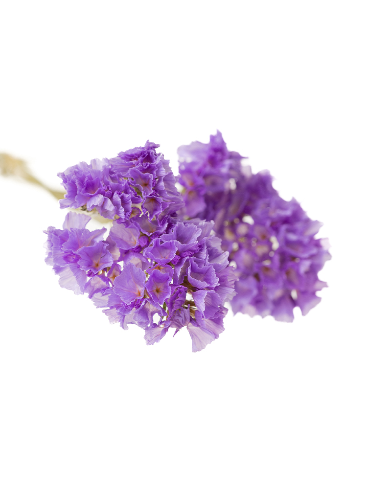 【ドライ】スターチス　サンデーバイオレットの花アップ
