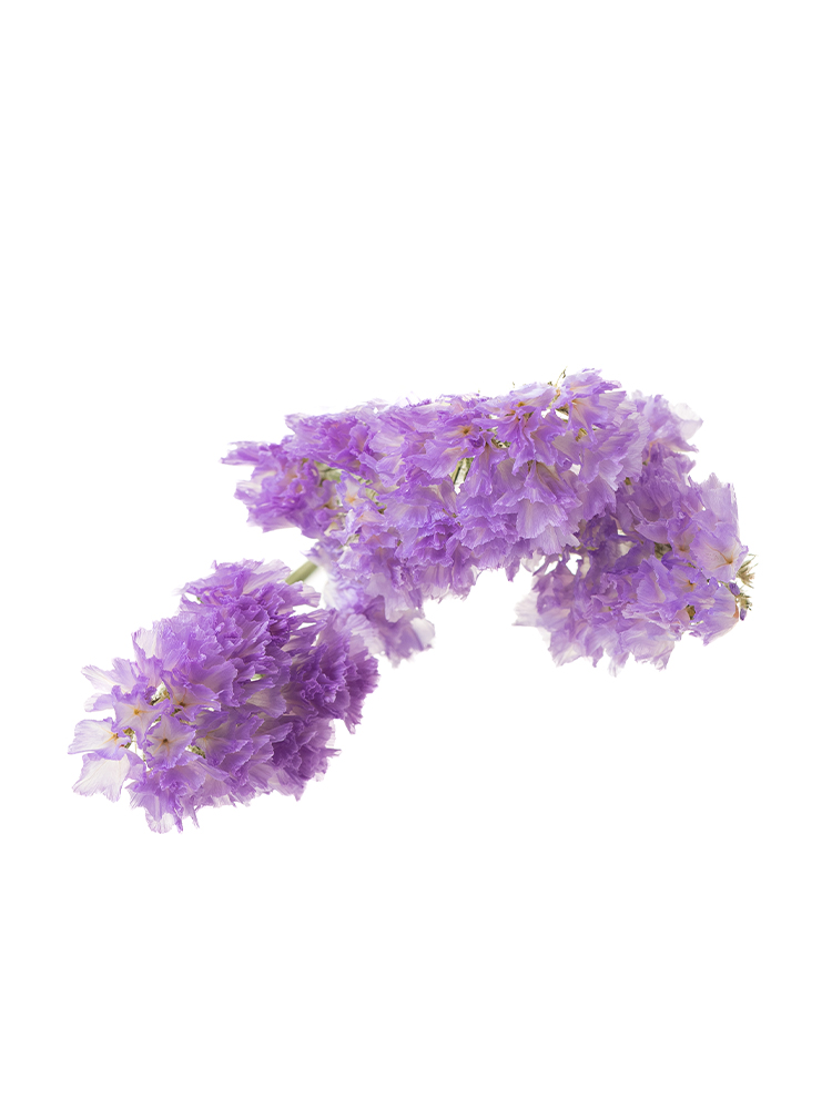 【ドライ】スターチス　スピアラベンダーの花アップ