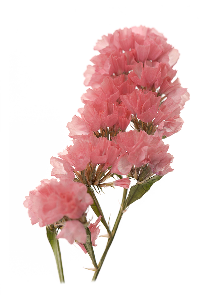 【ドライ】スターチス　大和の灯の花アップ