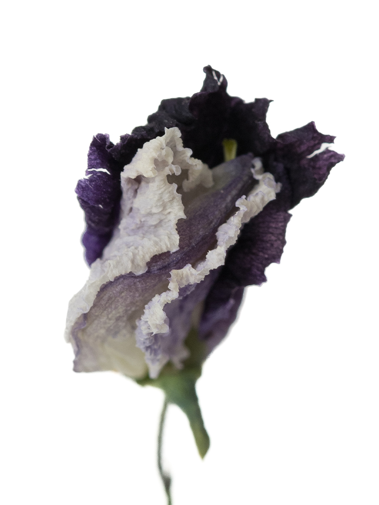 【ドライ】スイートピー 紅式部の花アップ