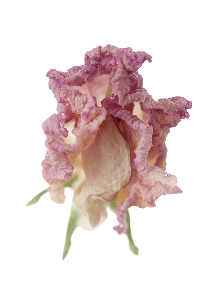 【ドライ】スイートピー(薄紫)　品種おまかせの花アップ