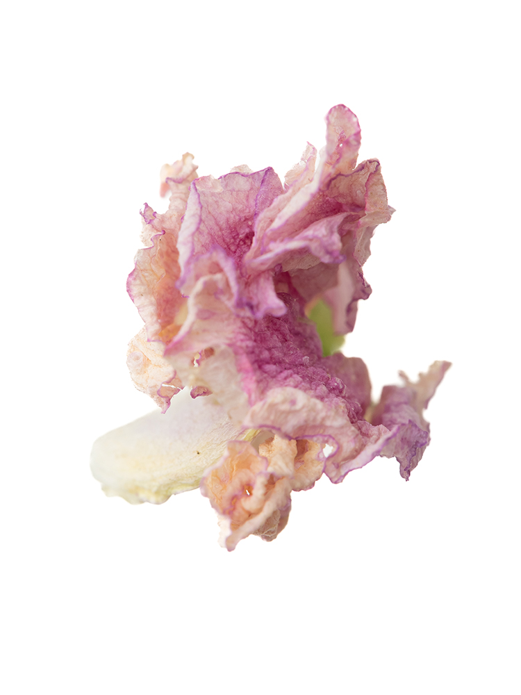 【ドライ】スイートピー　品種おまかせ(ピンク)の花アップ