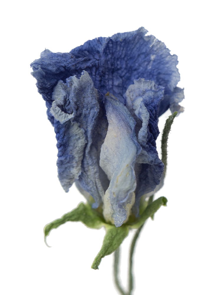 【ドライ】スイートピー(紫)　品種おまかせの花アップ