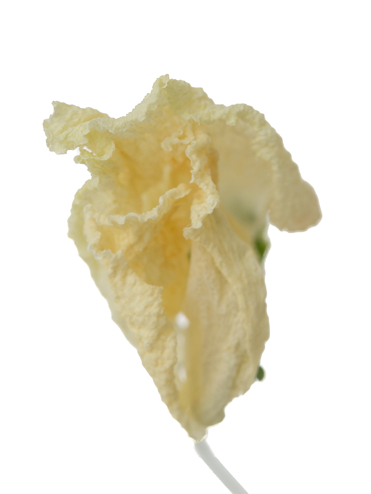 【ドライ】スイートピー(白)　品種おまかせの花アップ