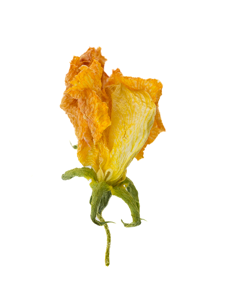 【ドライ】スイートピー(黄)　品種おまかせの花アップ