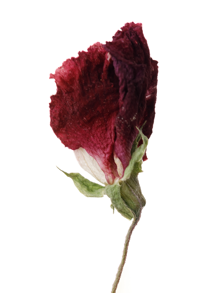 【ドライ】スイートピー　スカーレットの花アップ