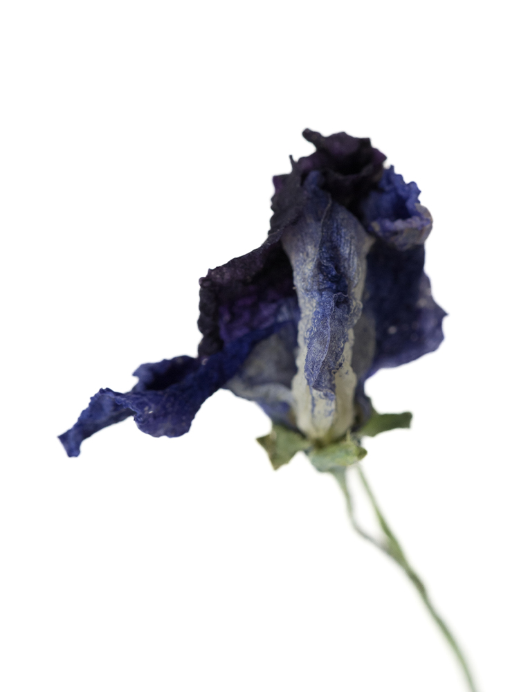 【ドライ】スイートピー　式部の花アップ