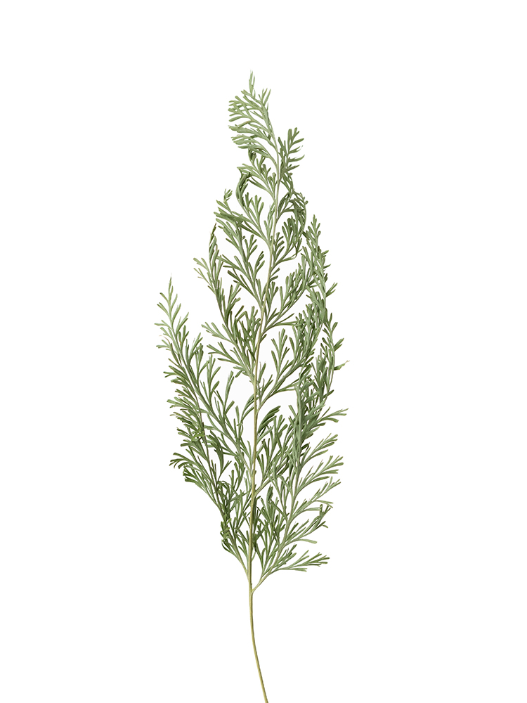 【ドライ】タバリアファン(緑)　品種おまかせの花アップ