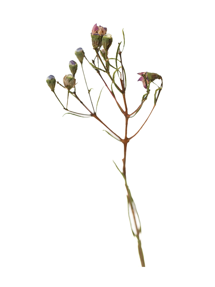 【ドライ】ワックスフラワー　ワックスピンクの花アップ