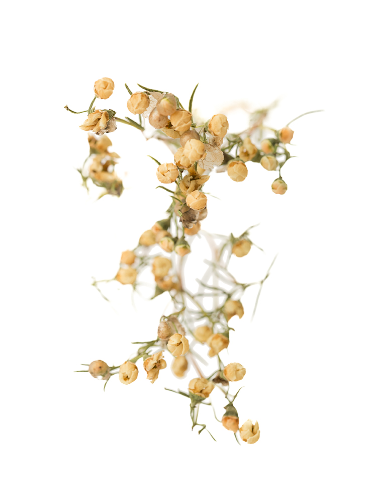 【ドライ】ワックスフラワー　W.ガイの花アップ