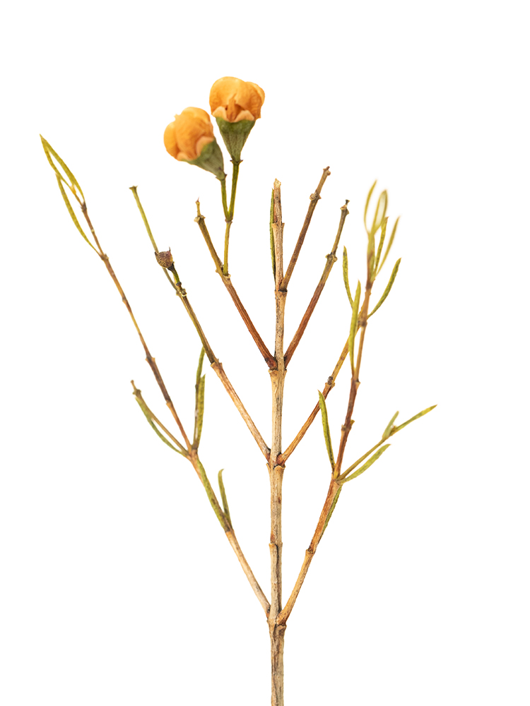 【ドライ】ワックスフラワー W.アイボリーパールの花アップ