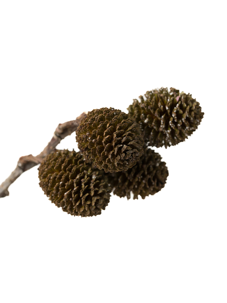 【ドライ】ヤシャ(茶)　品種おまかせの花アップ