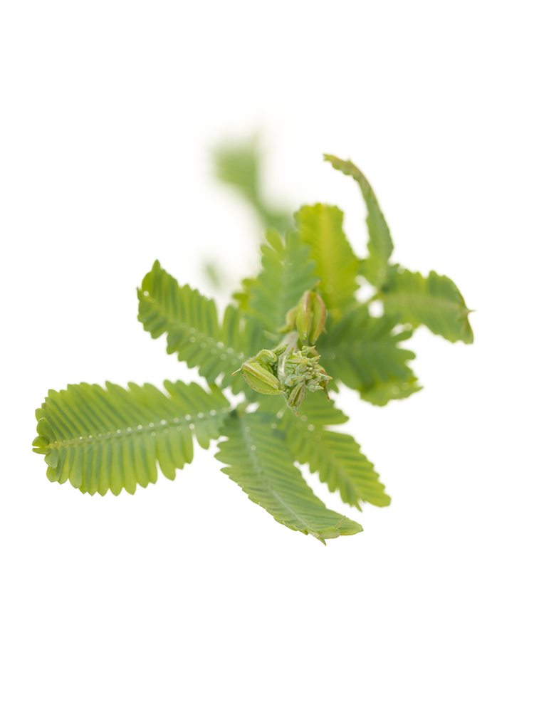 【生花】アカシア 銀葉アカシアの花アップ