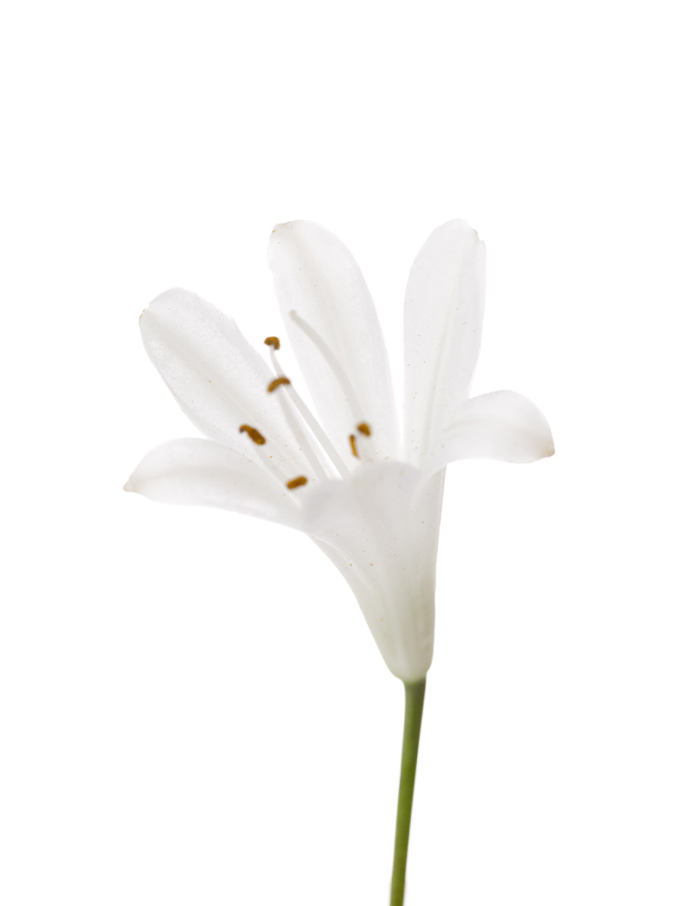 【生花】アガパンサス(白) 品種おまかせの花アップ