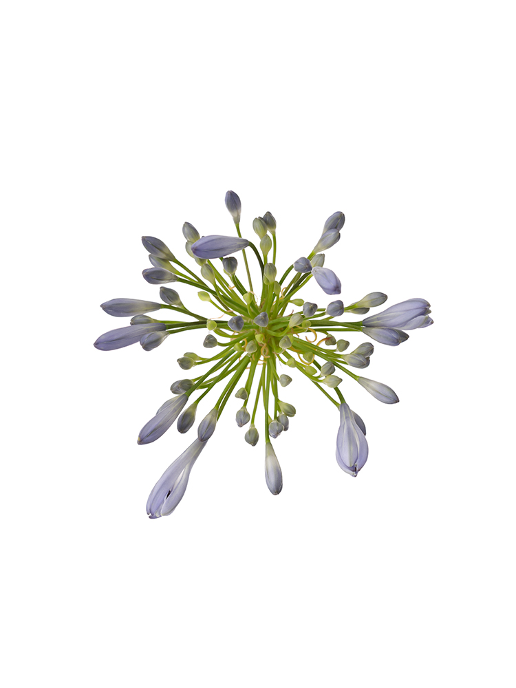 【生花】アガパンサス スーパーブルーの花アップ