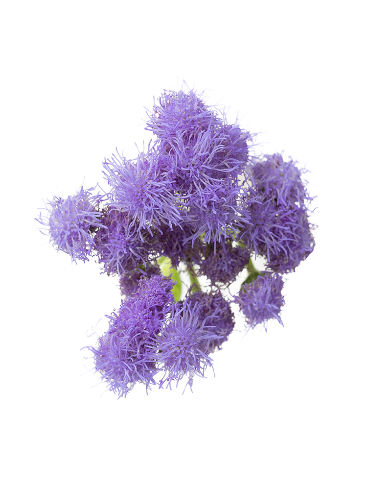 【生花】アゲラタム トップブルーの花アップ