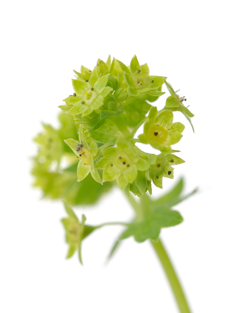 【生花】アルケミラ 品種おまかせの花アップ