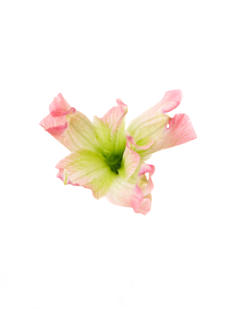 【生花】アルストロメリア(フロリンカ) ブライズメイドの花アップ