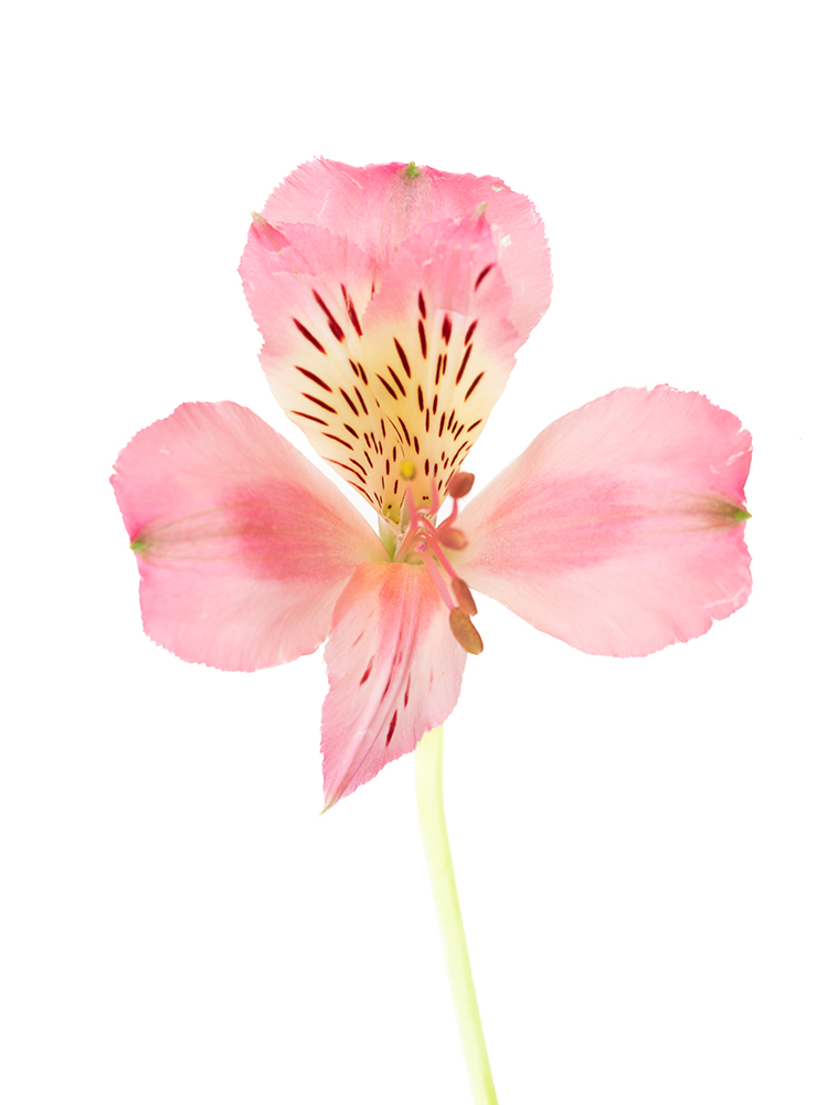 【生花】アルストロメリア 品種おまかせ(濃ピンク)の花アップ