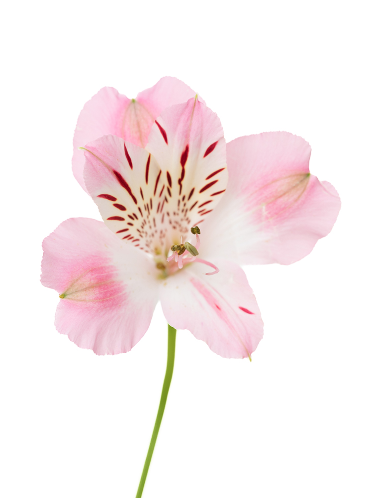 【生花】アルストロメリア 品種おまかせ(薄ピンク)の花アップ