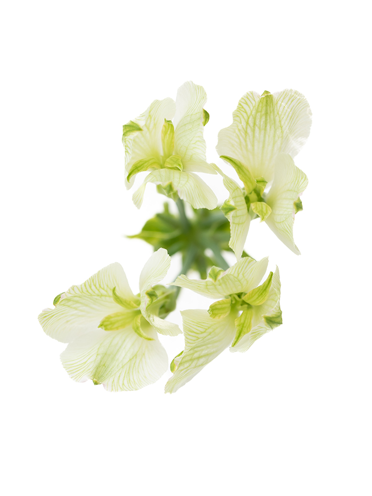 【入荷花材】アルストロメリア(フロリンカ)白緑の花アップ