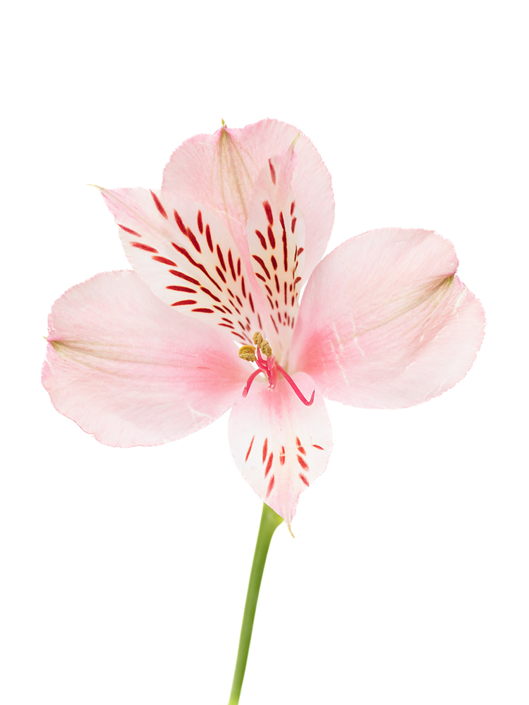 【生花】アルストロメリア 品種おまかせ(ピンク)の花アップ