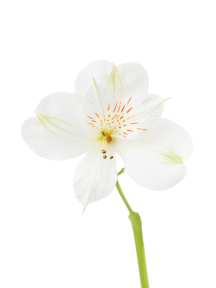 生花】アルストロメリア(白) 品種おまかせ【60cm/愛知県 生花】アルストロメリア(白) 品種おまかせ【60cm/愛知県