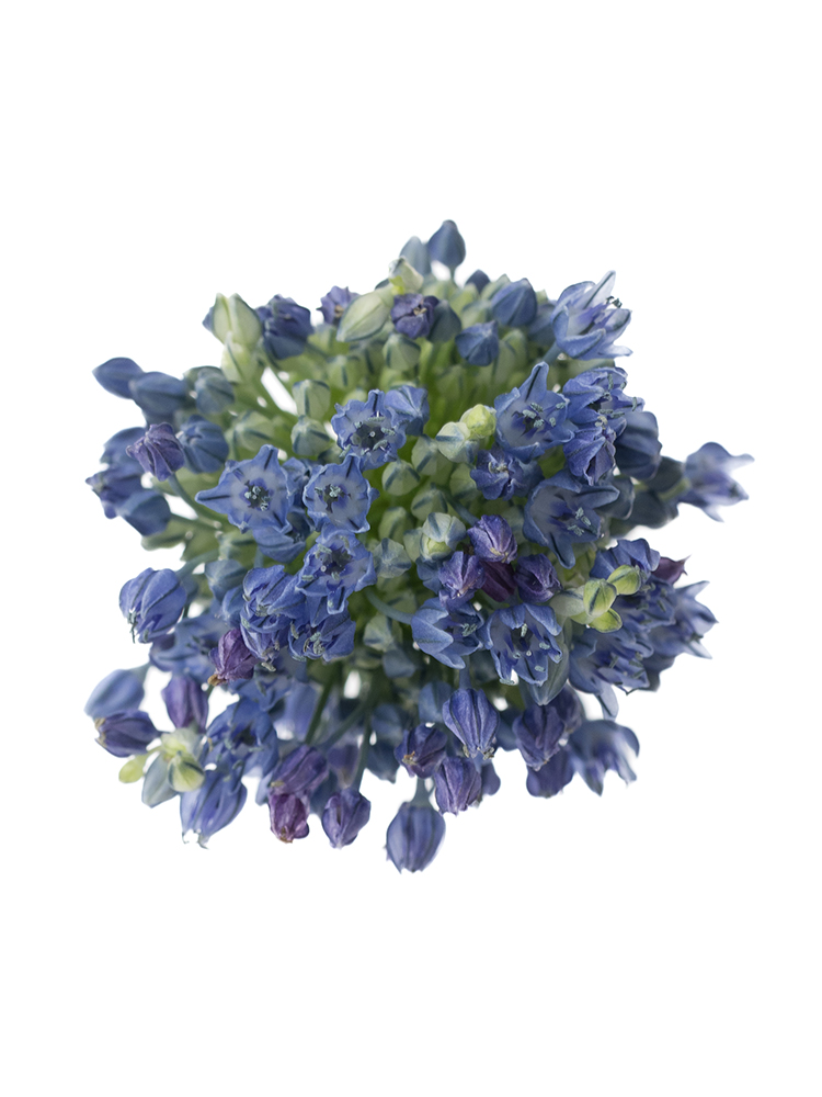 【生花】アリウム ブルーパフュームの花アップ