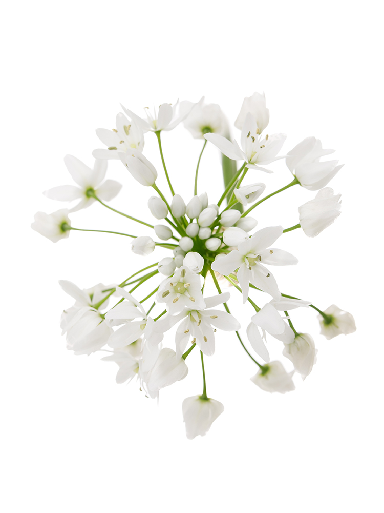 【生花】アリウム コワニーの花アップ