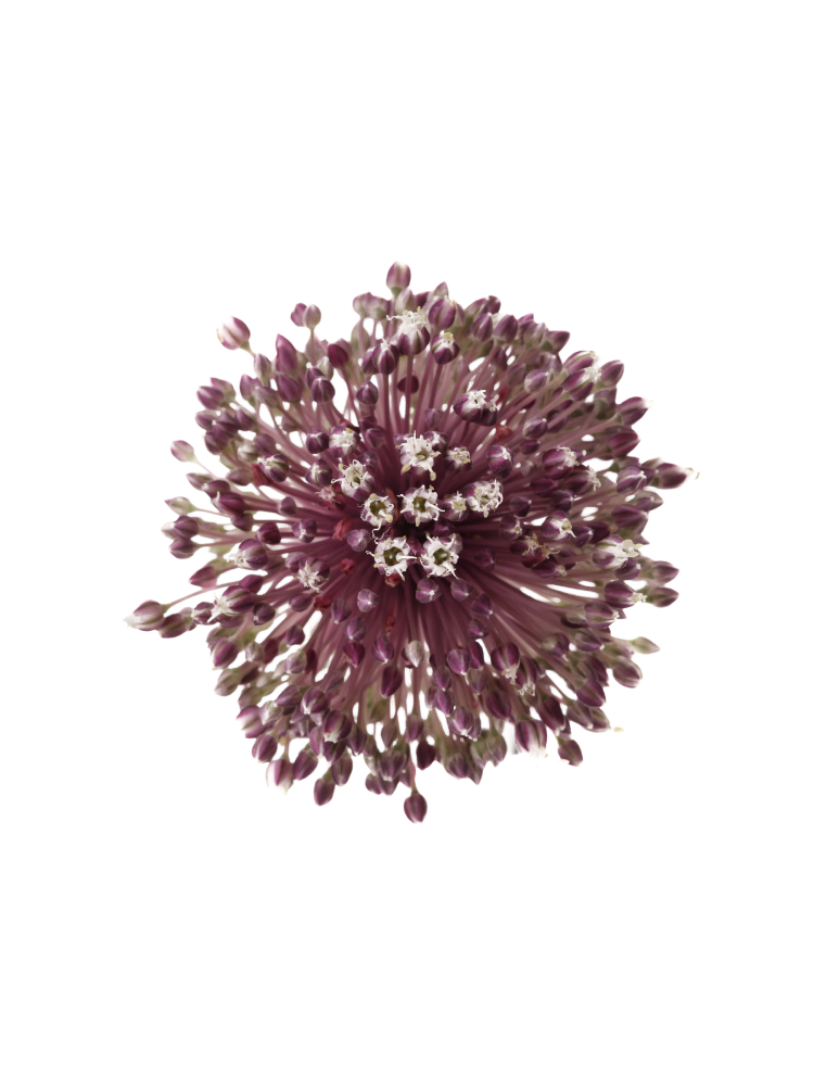 【生花】アリウム サマードラマーの花アップ