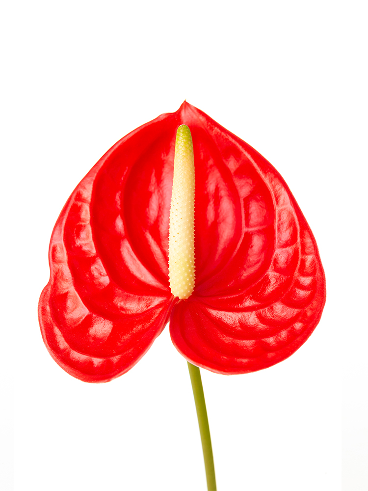 生花】アンスリウム(台湾)赤 品種おまかせ【40cm/台湾】｜Flower