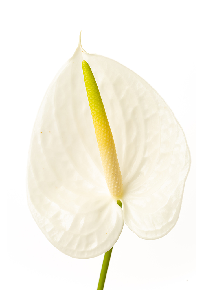 【生花】アンスリウム(台湾)白 品種おまかせの花アップ