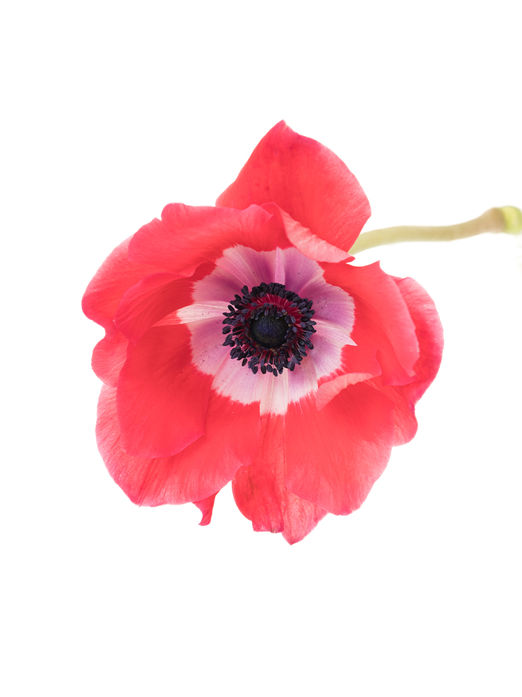 【生花】アネモネ 品種おまかせの花アップ