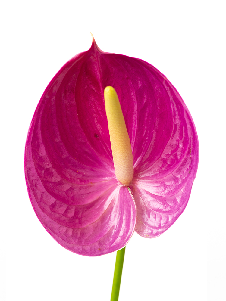 【生花】アンスリウム ミラネロの花アップ