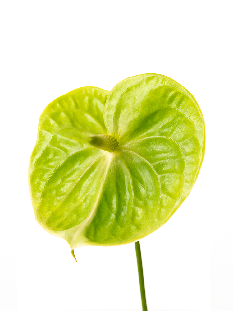 【生花】アンスリウム 品種おまかせ(緑)の花アップ