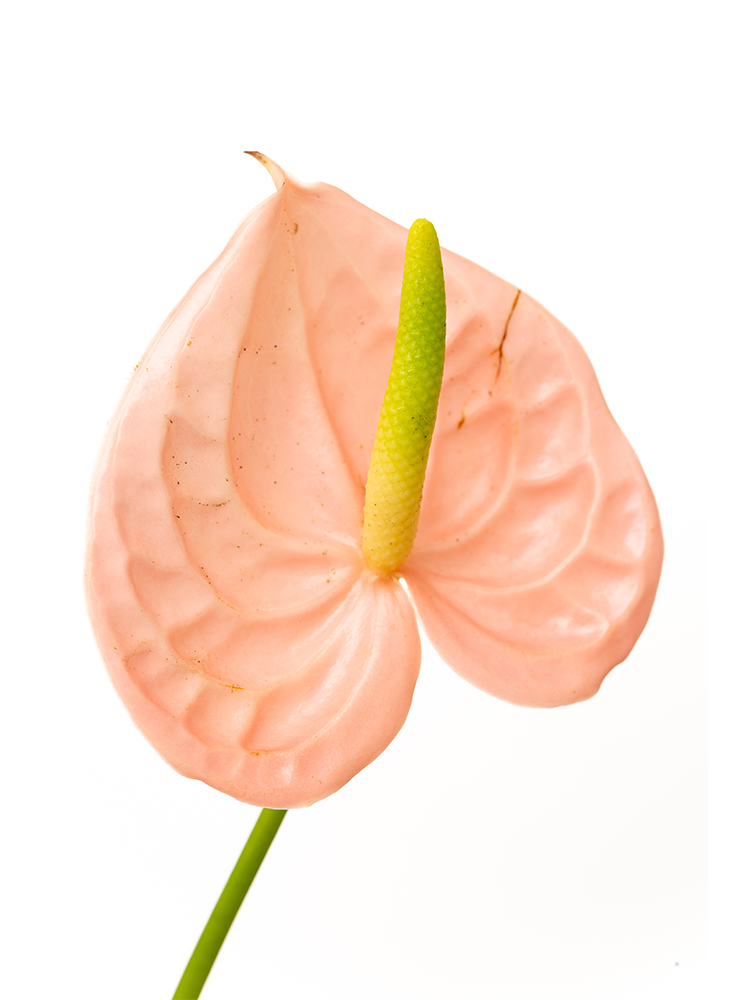 【生花】アンスリウム 品種おまかせ(ピンク)の花アップ