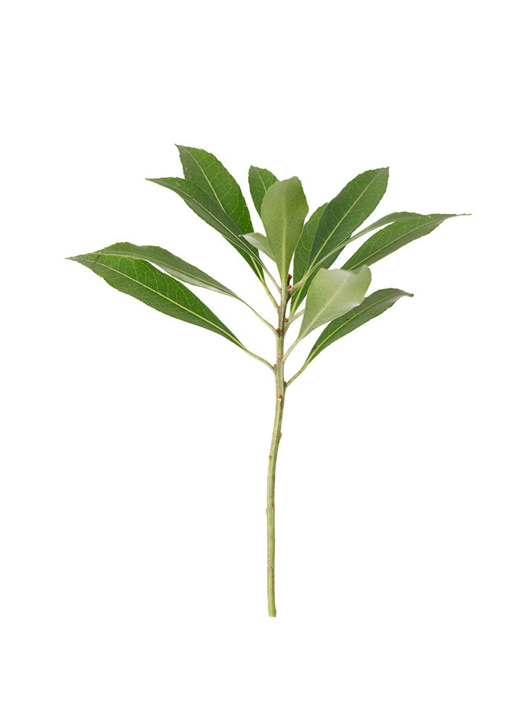 【生花】アセビ の花アップ