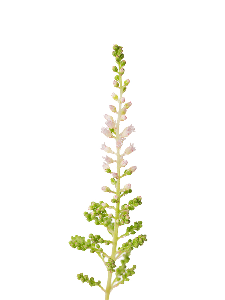 【生花】アスチルベ アメリカの花アップ