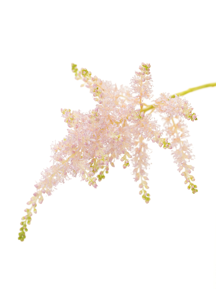 【生花】アスチルベ ライトピンクの花アップ