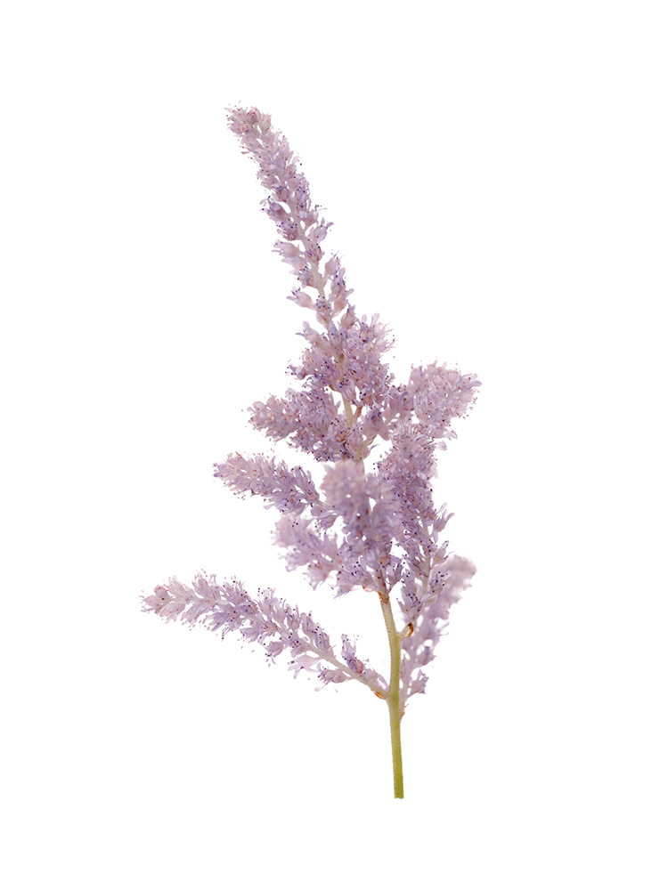 【生花】アスチルベ(染め) ラベンダーの花アップ