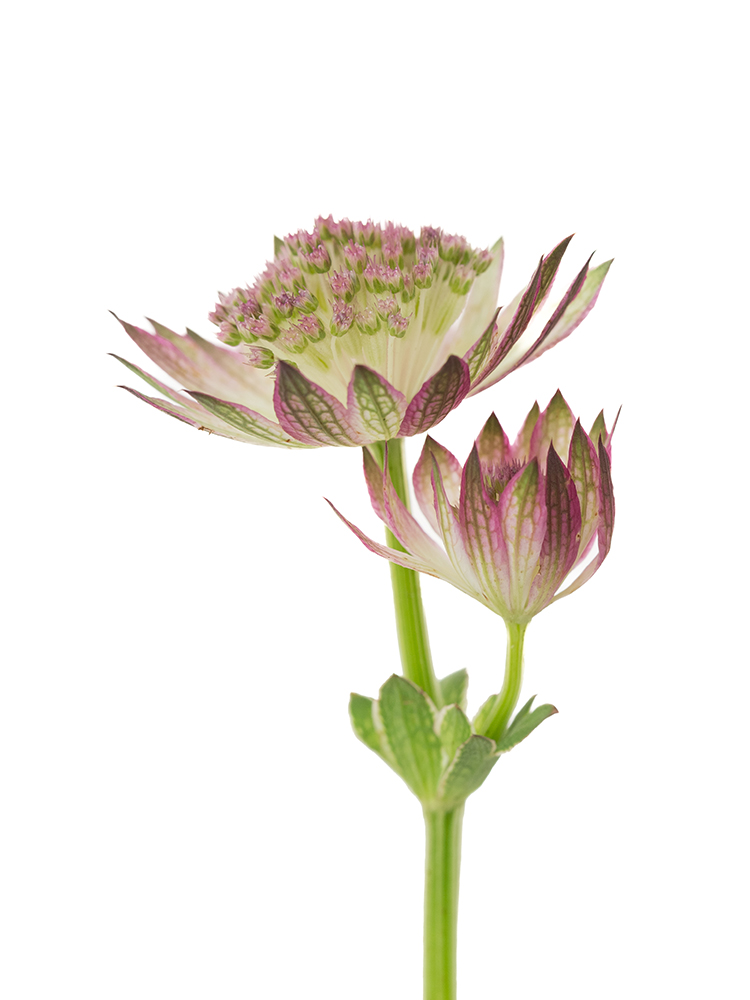 【生花】アストランチア ローマの花アップ