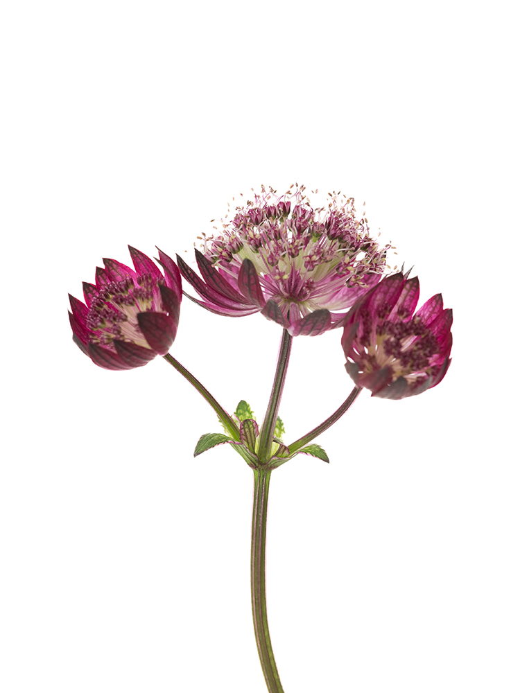 【生花】アストランチア スターオブファイヤーの花アップ