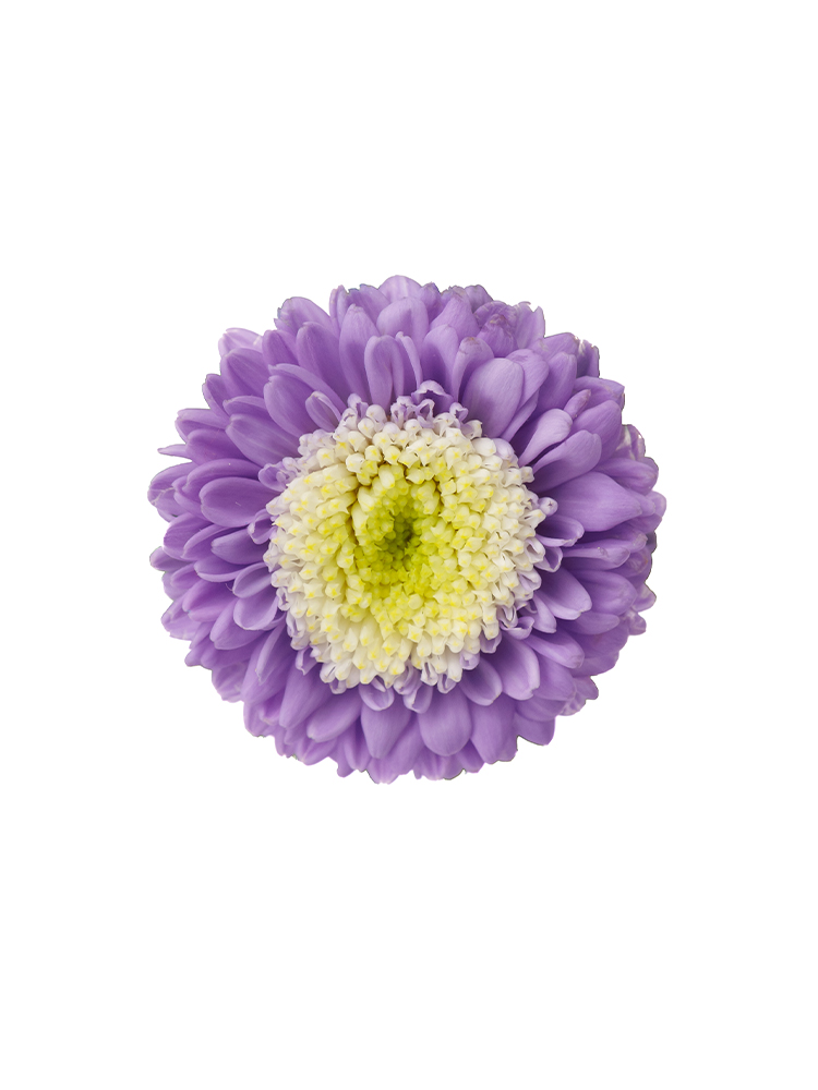 【生花】アスター マカロンブルーの花アップ