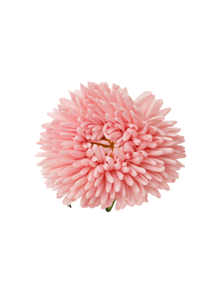 【生花】エゾアスター マッシュサーモンの花アップ