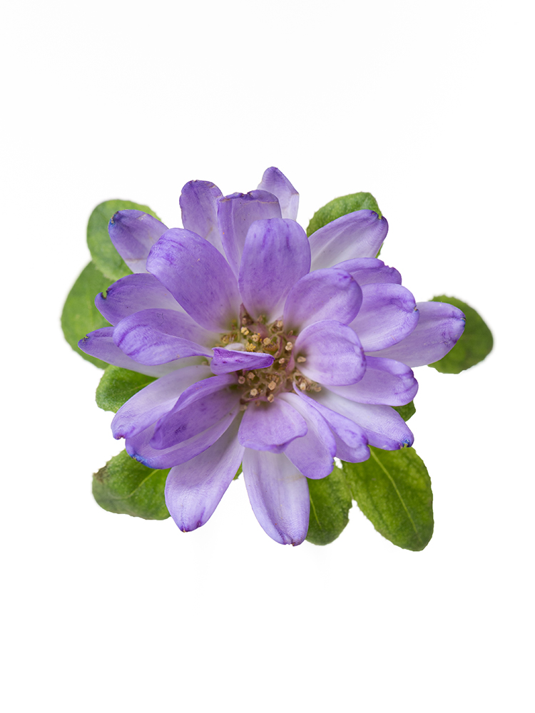 【生花】アスター(紫) 品種おまかせの花アップ