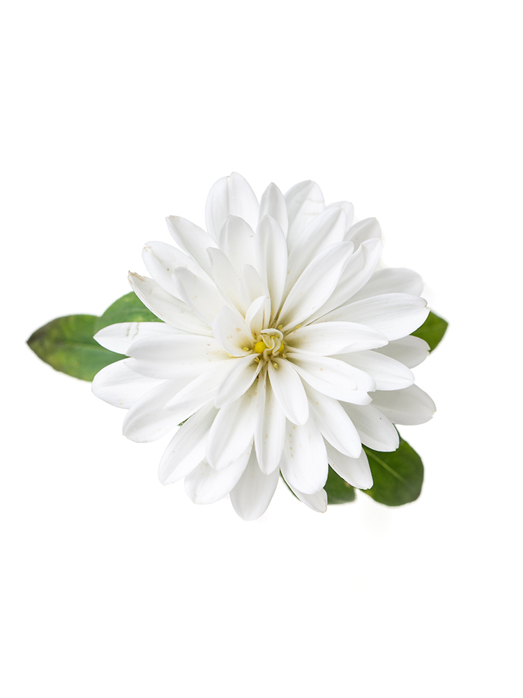 【生花】アスター(白) 品種おまかせの花アップ