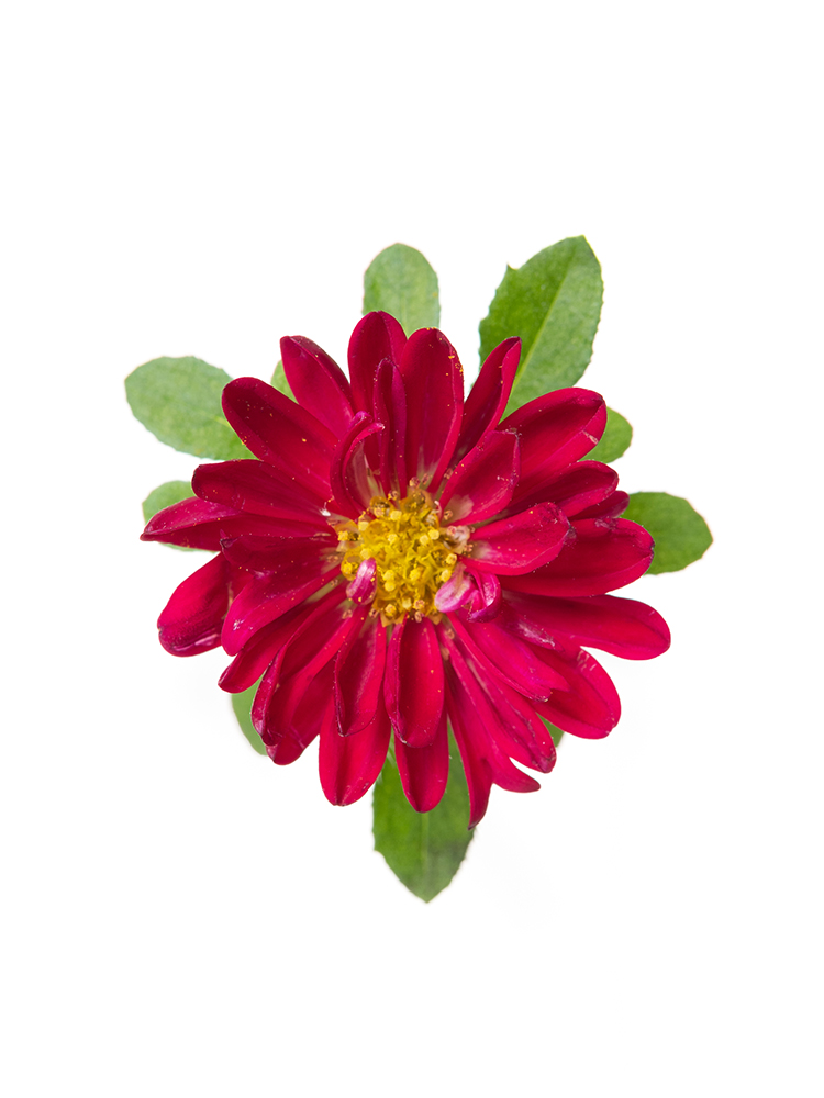 【入荷花材】アスター　ステラレッドの花アップ