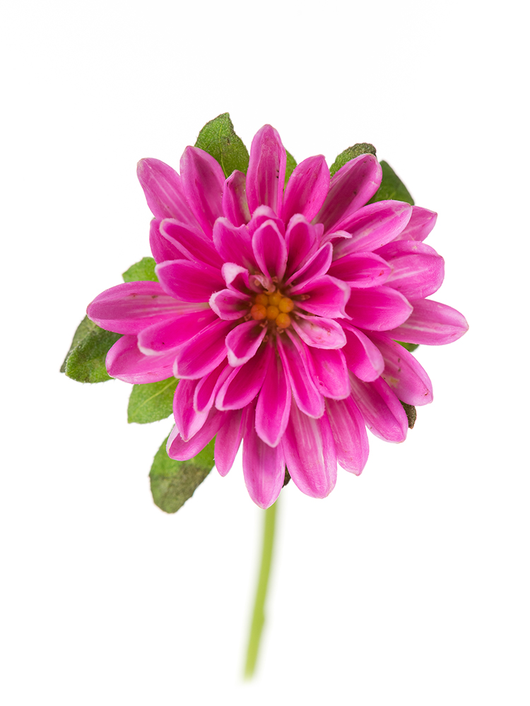 【生花】アスター トゥモローピンクの花アップ